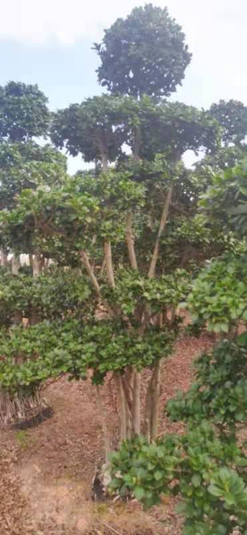 小叶榕高2米价格便宜现货种植基地各种规格造型批发