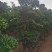 小叶榕高2米价格便宜现货种植基地各种规格造型批发