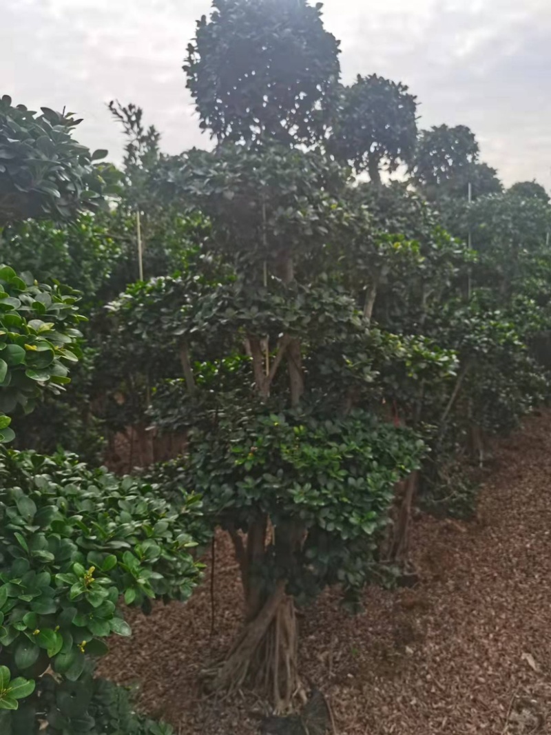 小叶榕高2米价格便宜现货种植基地各种规格造型批发