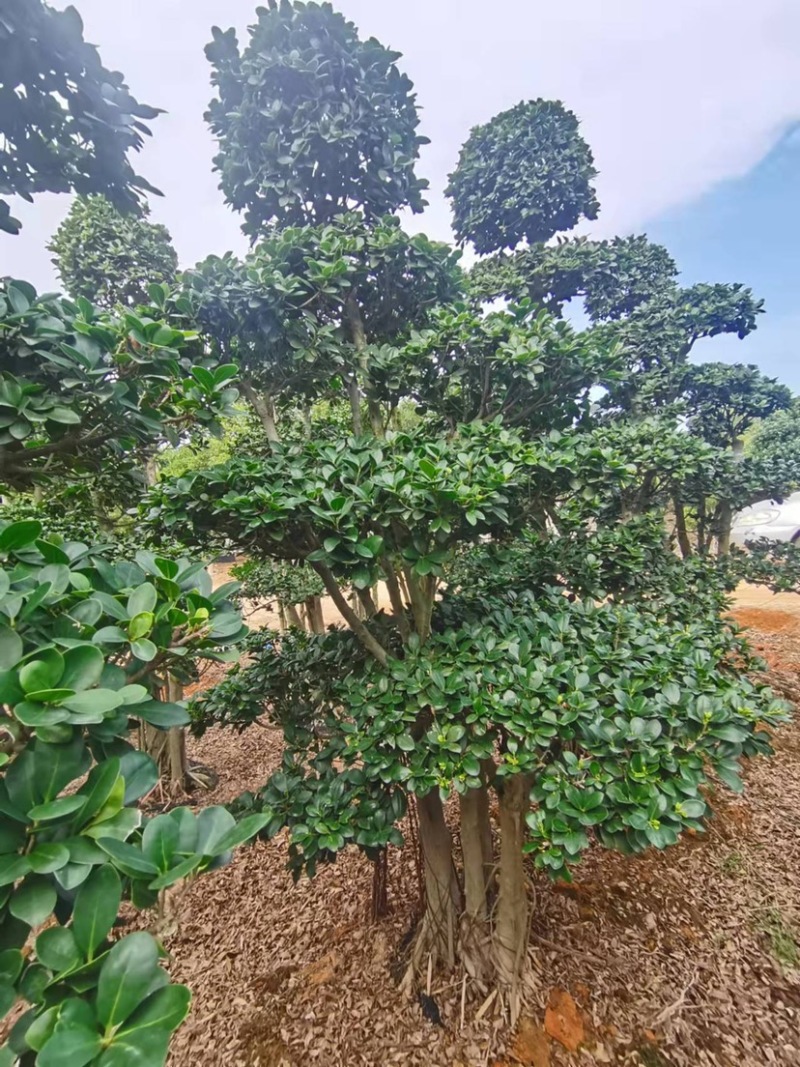 小叶榕高2米价格便宜现货种植基地各种规格造型批发