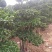 小叶榕高2米价格便宜现货种植基地各种规格造型批发