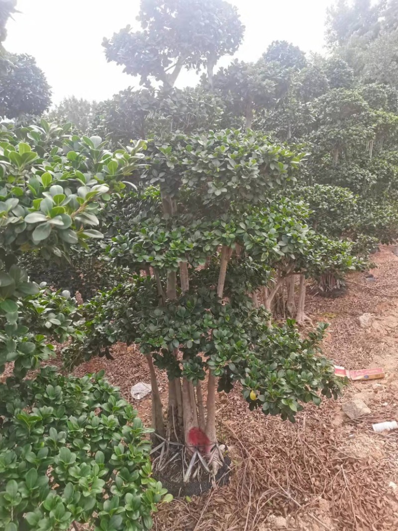 小叶榕高2米价格便宜现货种植基地各种规格造型批发