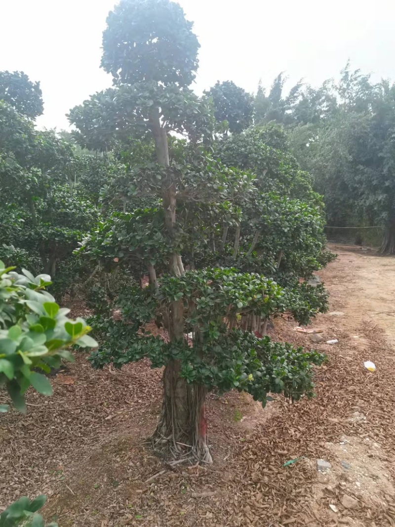 小叶榕高2米价格便宜现货种植基地各种规格造型批发