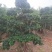 小叶榕高2米价格便宜现货种植基地各种规格造型批发