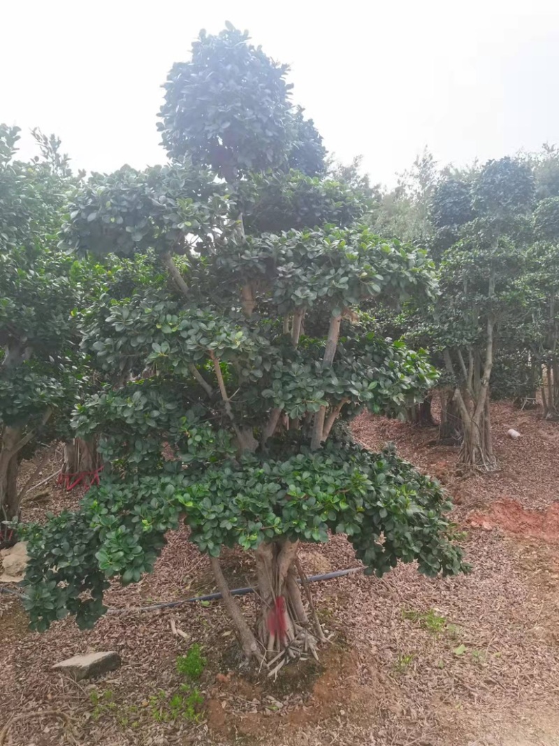 小叶榕高2米价格便宜现货种植基地各种规格造型批发