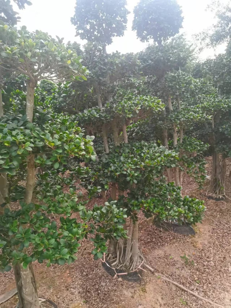小叶榕高2米价格便宜现货种植基地各种规格造型批发
