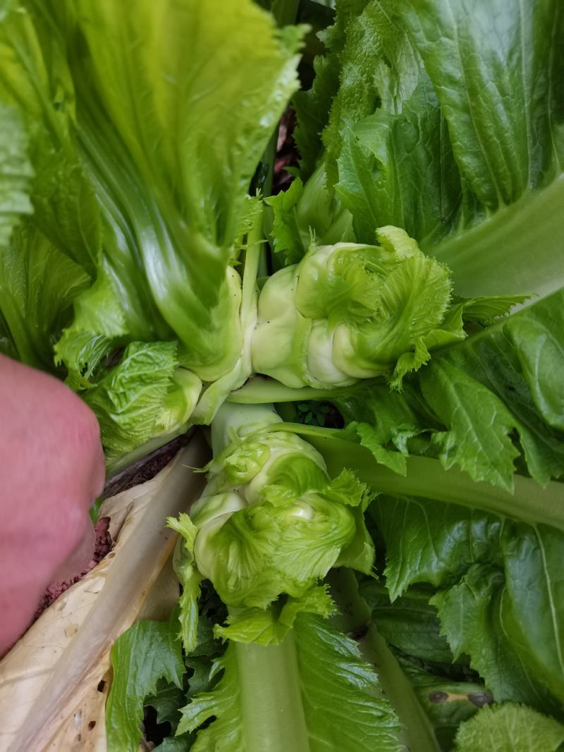 精品儿菜，长期大量有货，欢迎各位老板骚扰