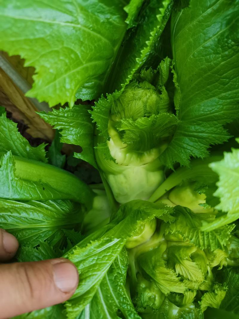 精品儿菜，长期大量有货，欢迎各位老板骚扰