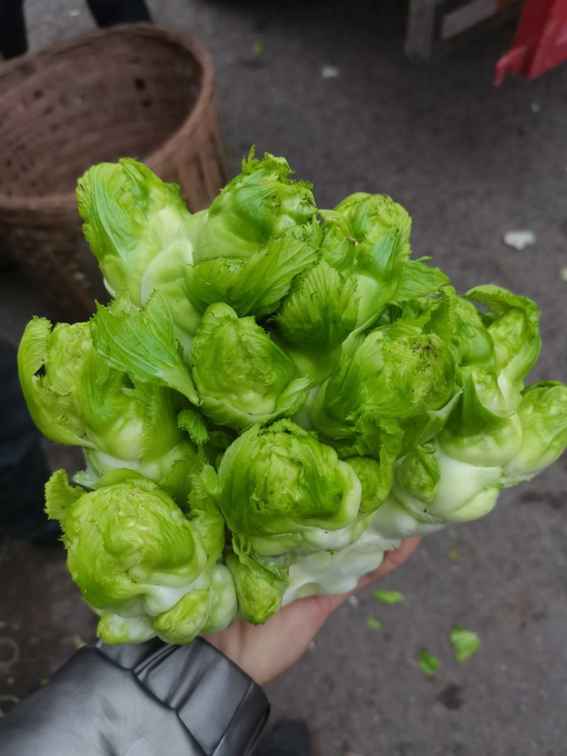精品儿菜，长期大量有货，欢迎各位老板骚扰