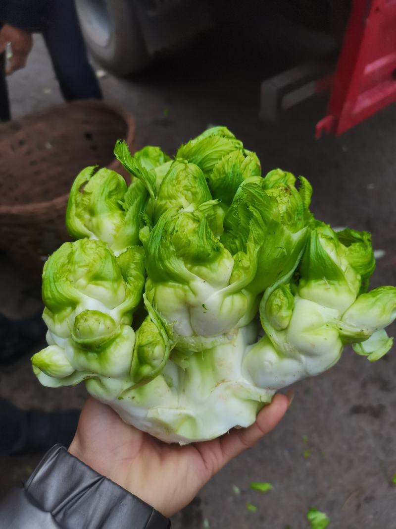 精品儿菜，长期大量有货，欢迎各位老板骚扰