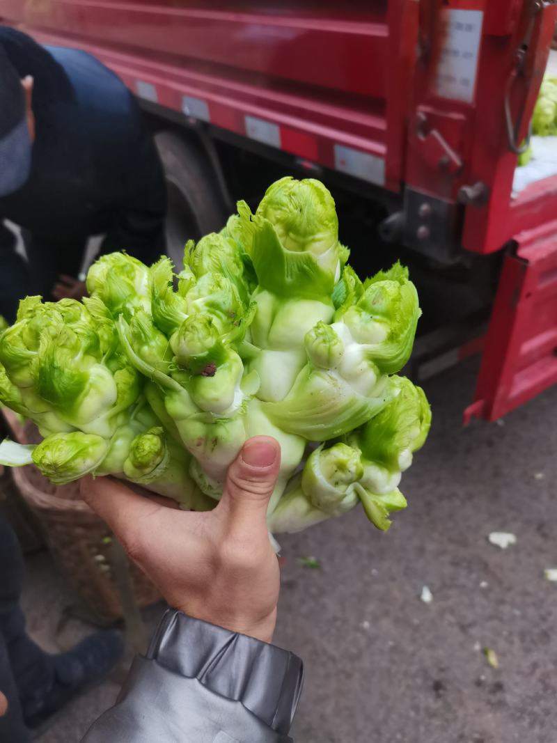 精品儿菜，长期大量有货，欢迎各位老板骚扰