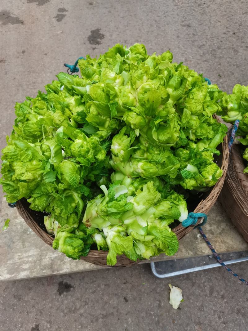 精品儿菜，长期大量有货，欢迎各位老板骚扰