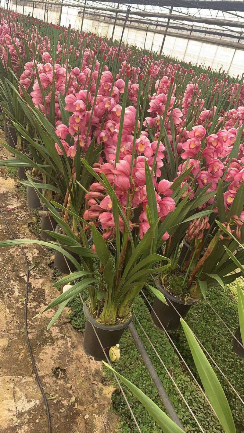 年宵花大花蕙兰盆栽带盆带土一件代发团购招代理包邮