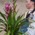 年宵花大花蕙兰盆栽带盆带土一件代发团购招代理包邮