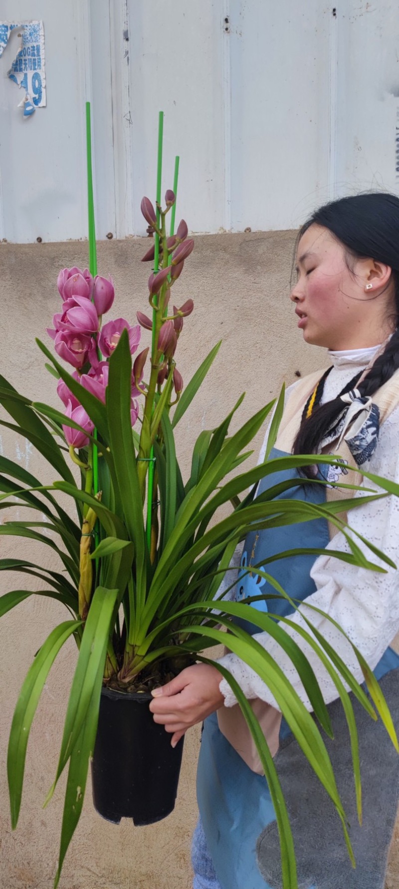 年宵花大花蕙兰盆栽带盆带土一件代发团购招代理包邮