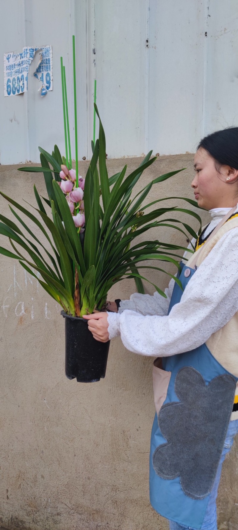 年宵花大花蕙兰盆栽带盆带土一件代发团购招代理包邮