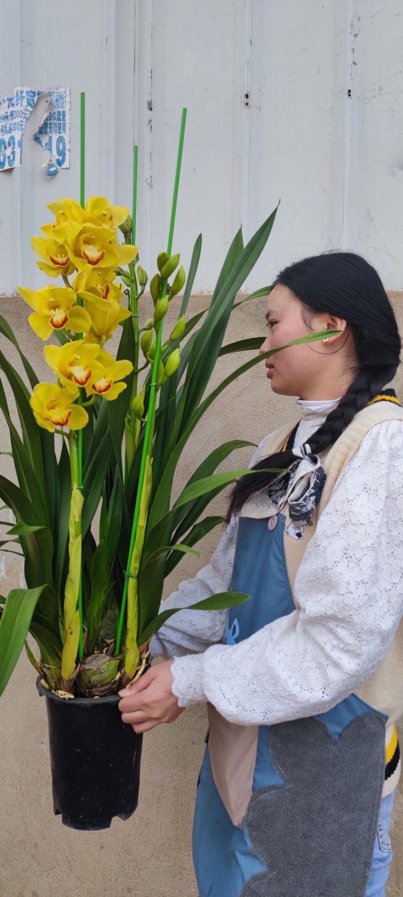 年宵花大花蕙兰盆栽带盆带土一件代发团购招代理包邮