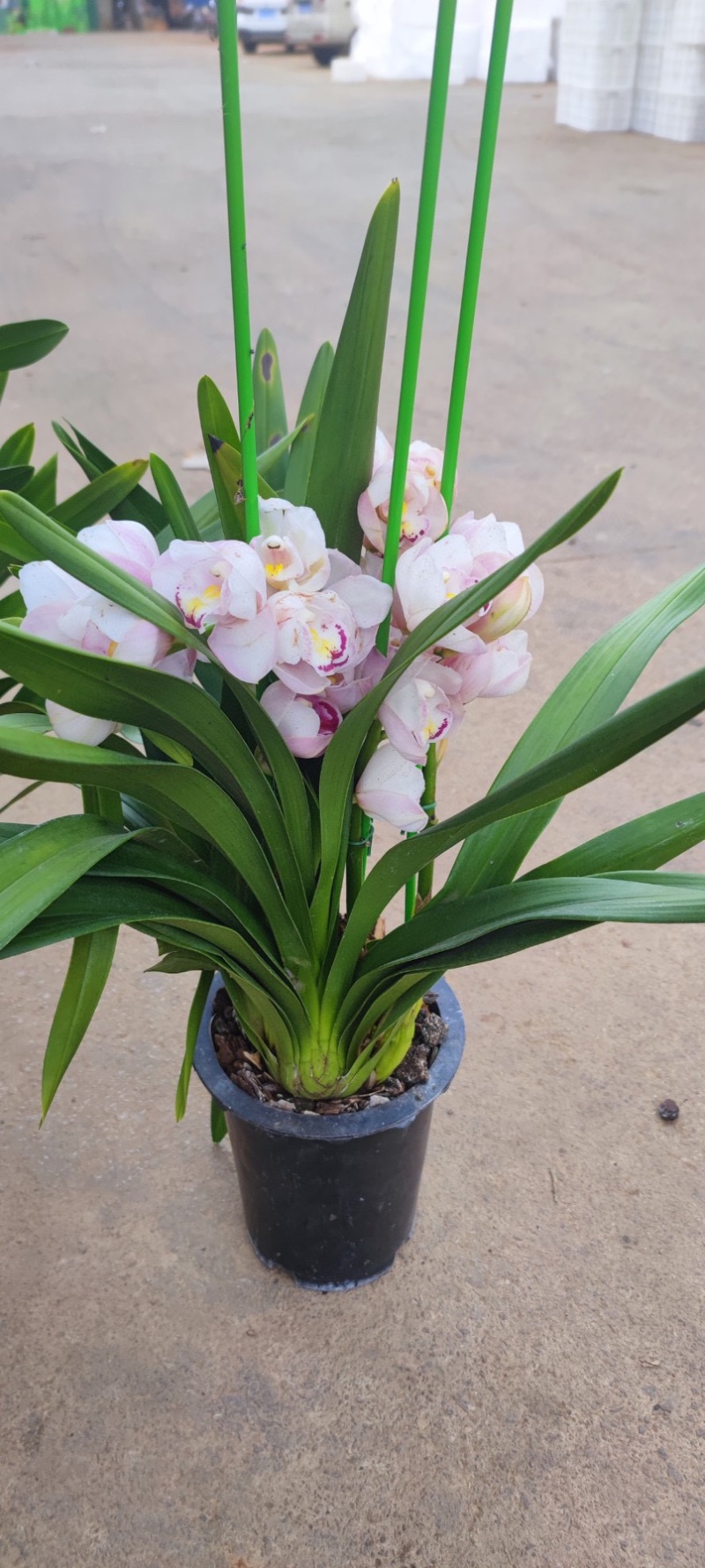 年宵花大花蕙兰盆栽带盆带土一件代发团购招代理包邮