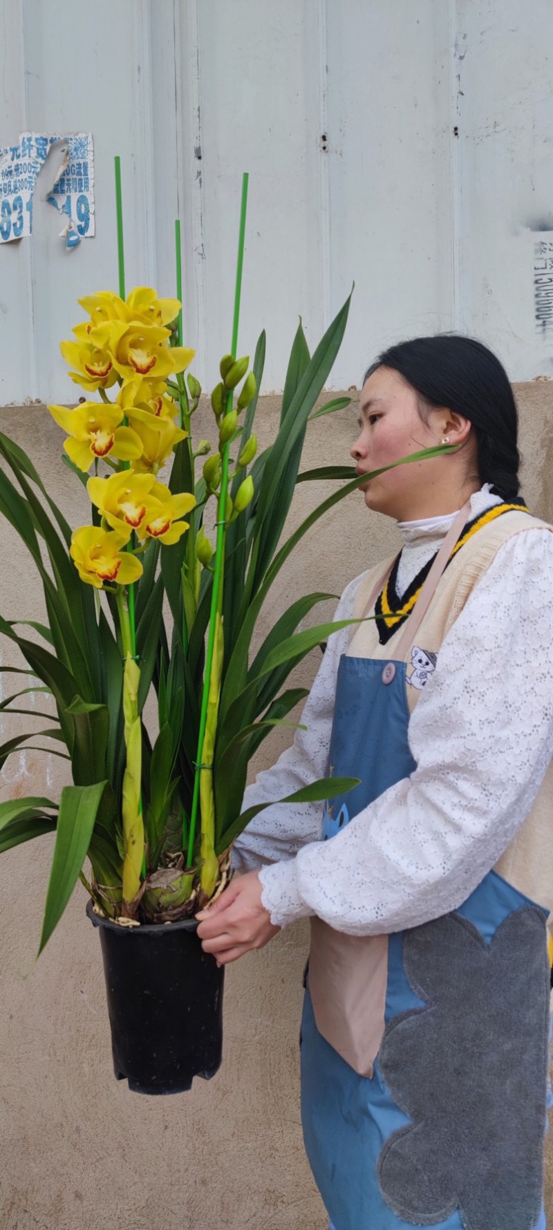 年宵花大花蕙兰盆栽带盆带土一件代发团购招代理包邮