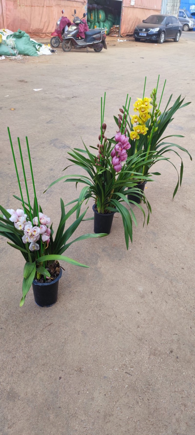 年宵花大花蕙兰盆栽带盆带土一件代发团购招代理包邮