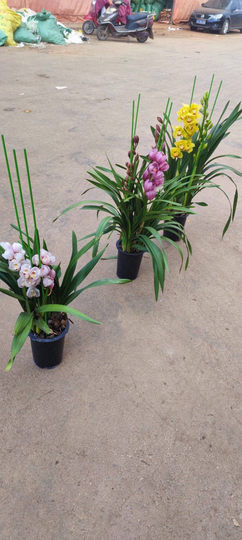 年宵花大花蕙兰盆栽带盆带土一件代发团购招代理包邮