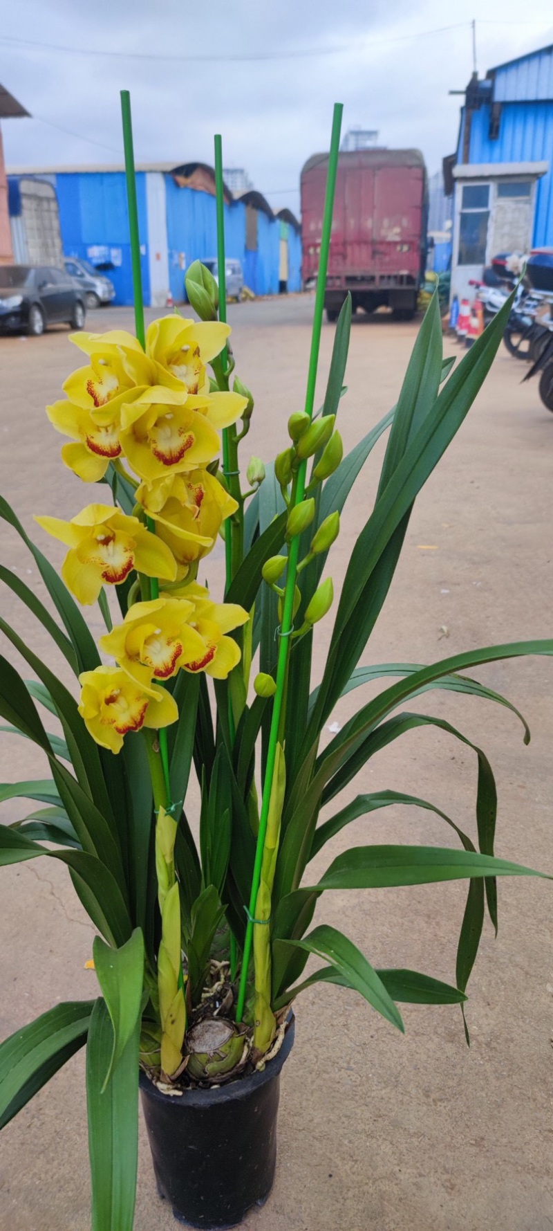 年宵花大花蕙兰盆栽带盆带土一件代发团购招代理包邮
