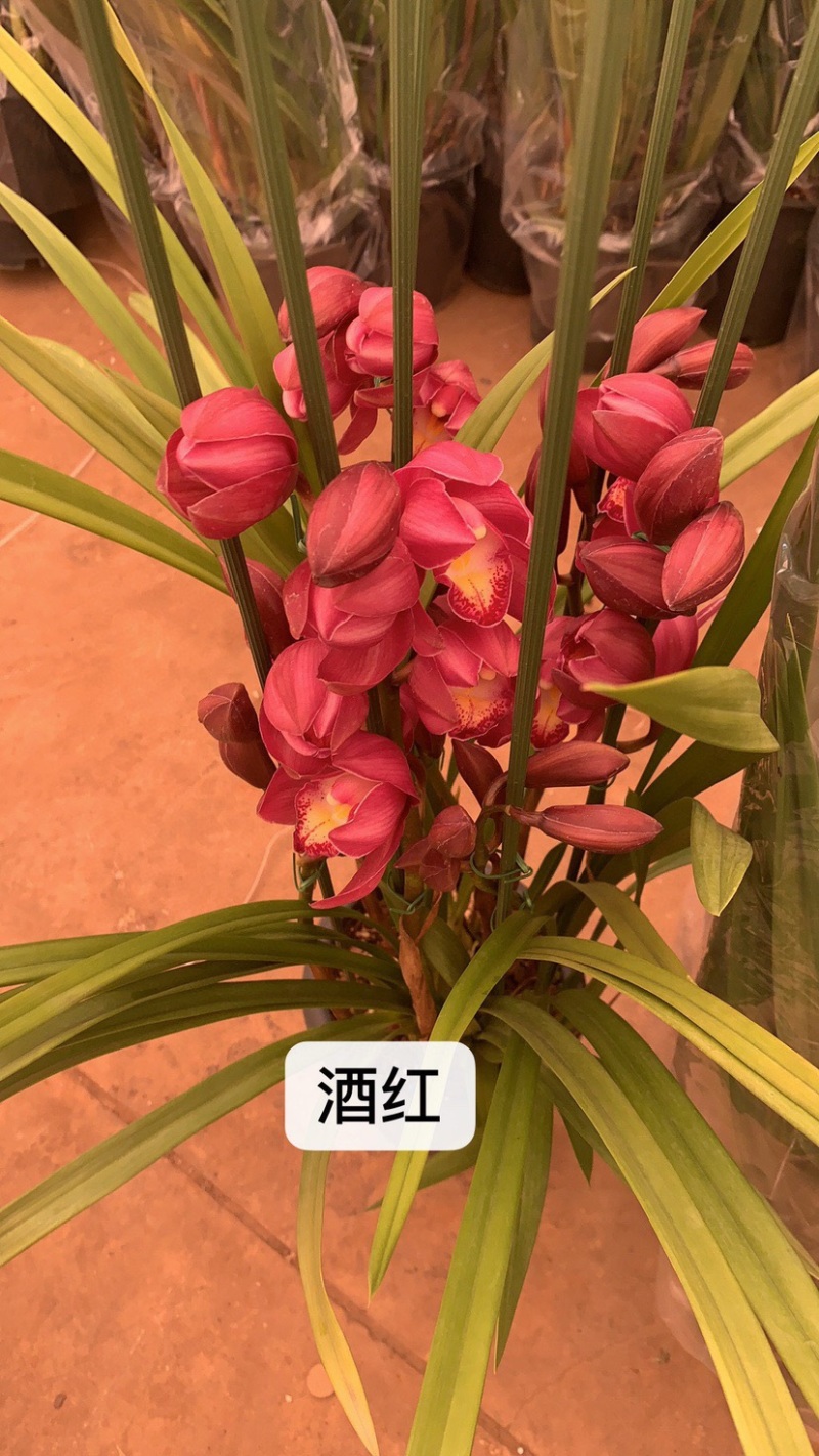 年宵花大花蕙兰盆栽带盆带土一件代发团购招代理包邮
