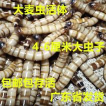 蛋白虫大麦虫活体种虫商品虫出售和技术指导合作