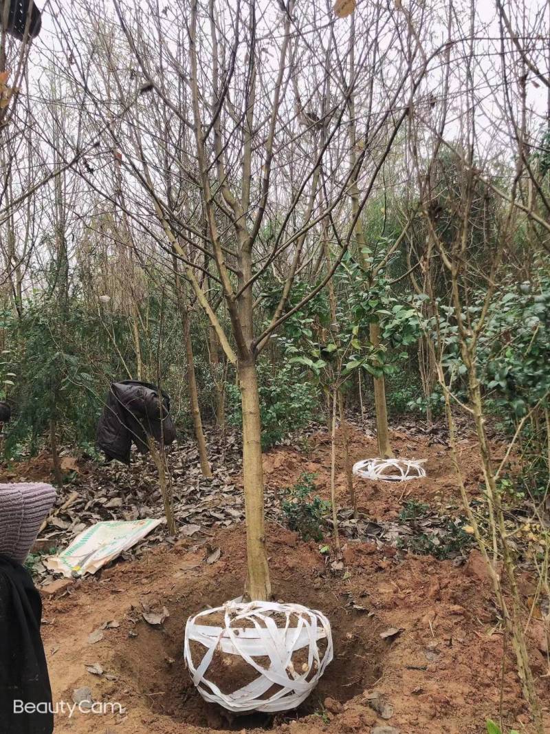 紫玉兰（大量供应4-10公分）