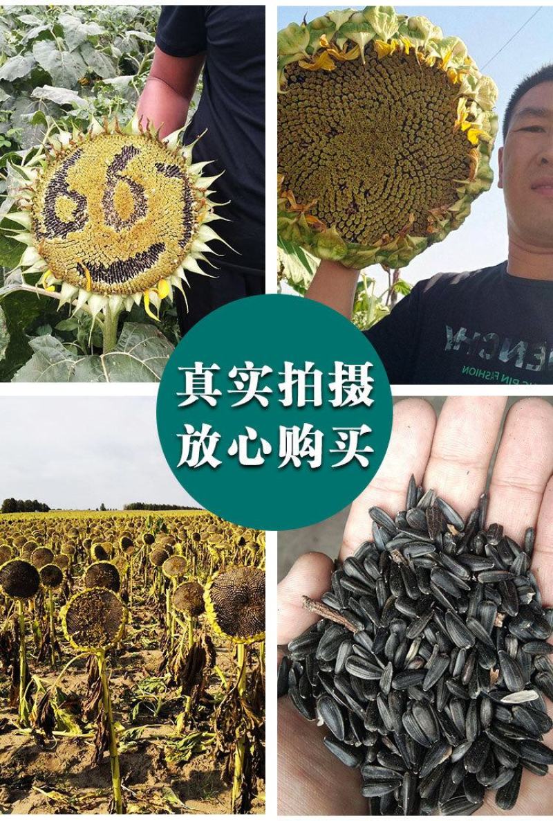 油太祖油葵种子，200克