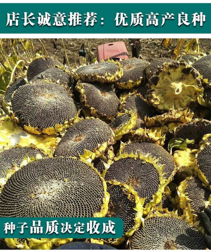 油太祖油葵种子，200克