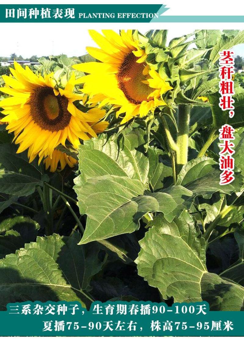 油太祖油葵种子，200克