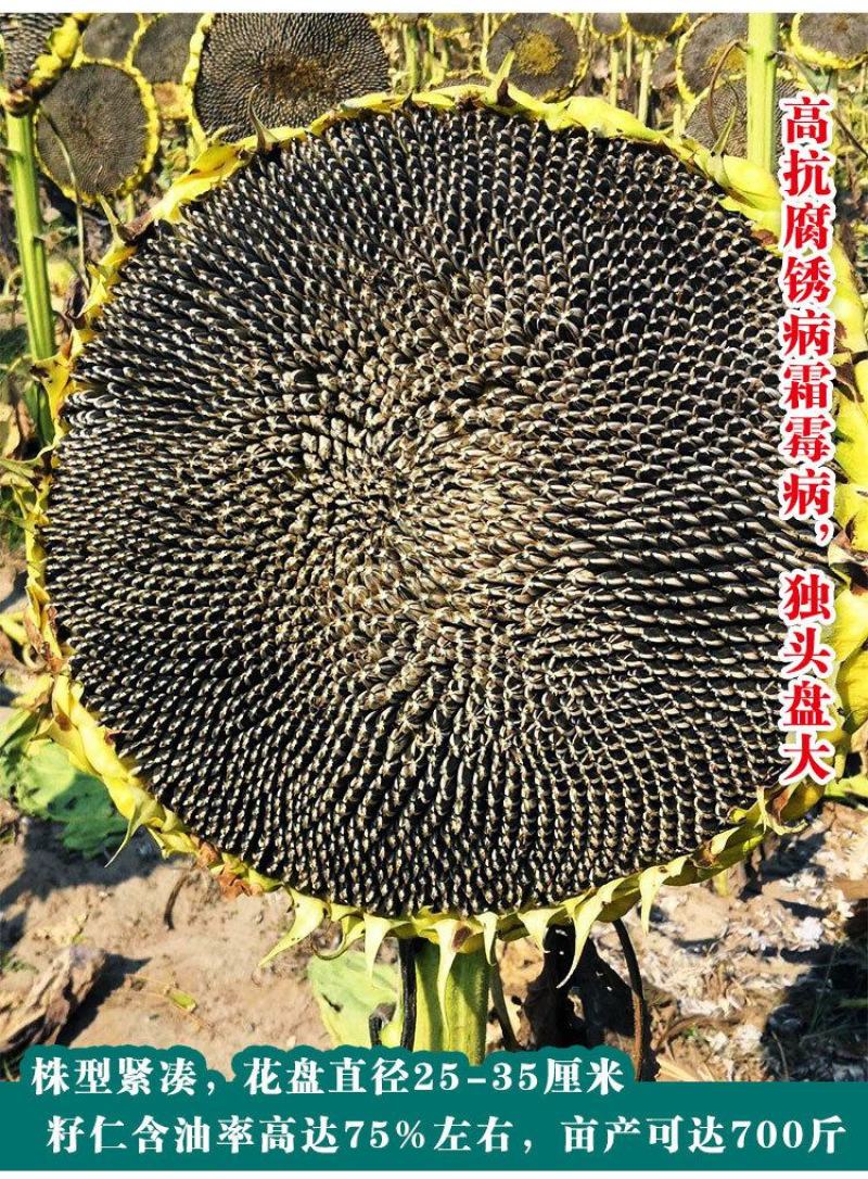 油太祖油葵种子，200克