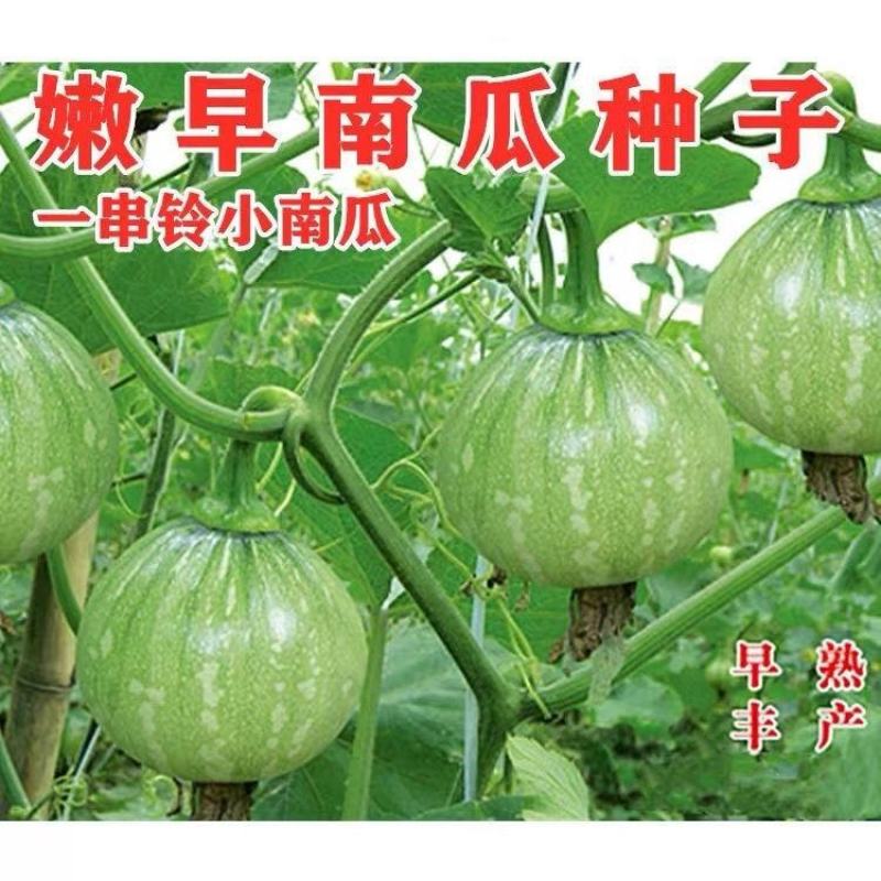【早熟一串铃】早熟嫩南瓜种子一串铃南瓜花皮小南瓜种子