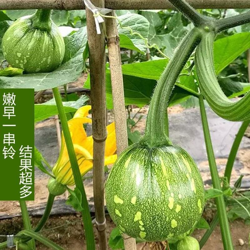 【早熟一串铃】早熟嫩南瓜种子一串铃南瓜花皮小南瓜种子