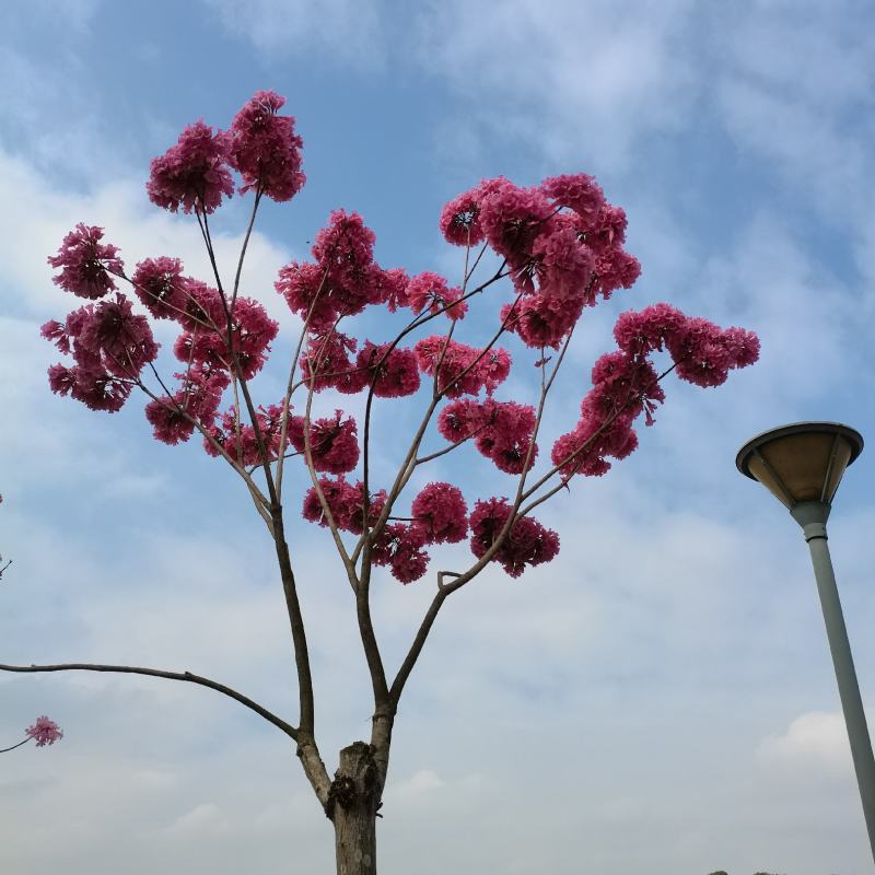 绣球紫花风铃木包成活苗圃直发提供技术指导