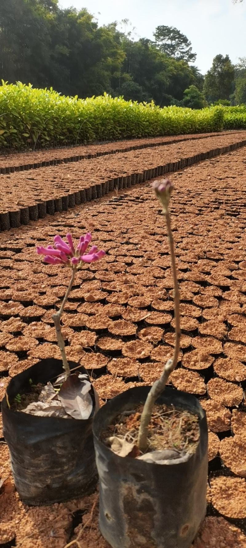 绣球紫花风铃木包成活苗圃直发提供技术指导