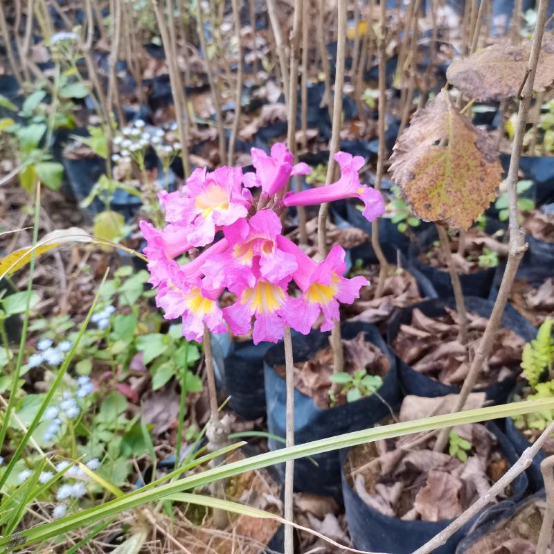 绣球紫花风铃木包成活苗圃直发提供技术指导
