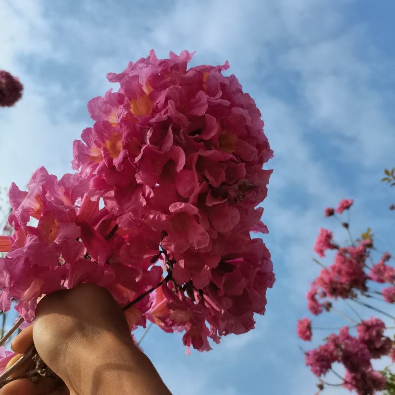 绣球紫花风铃木包成活苗圃直发提供技术指导