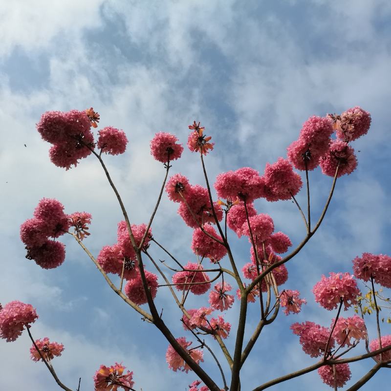 绣球紫花风铃木包成活苗圃直发提供技术指导