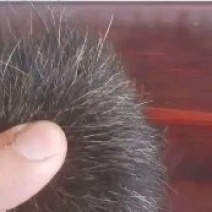 猪宝干品