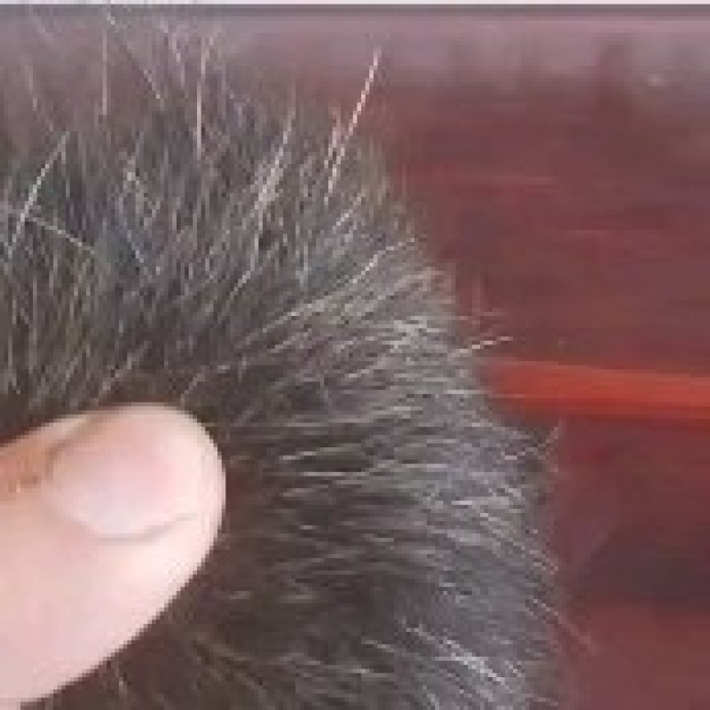 猪宝干品
