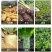 天达2116地下根茎地专用马铃薯甜菜大蒜氨基酸水溶肥料