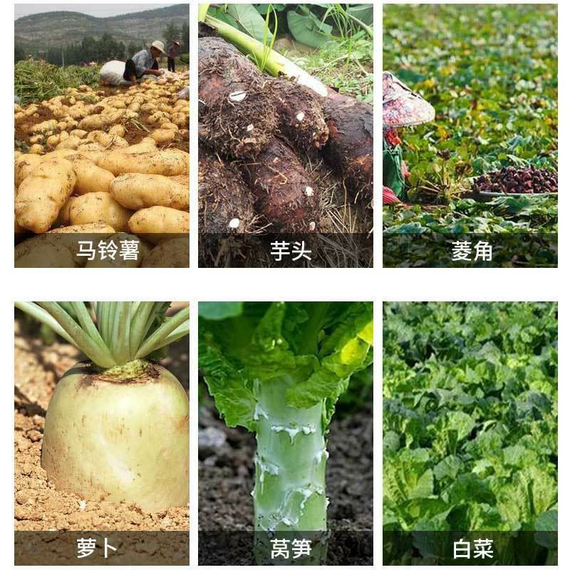 天达2116地下根茎地专用马铃薯甜菜大蒜氨基酸水溶肥料