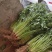 （精选香菜）品质好*规格*随到随装*全供应全国各地市场