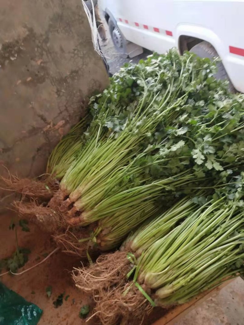 （精选香菜）品质好*规格*随到随装*全供应全国各地市场