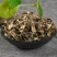 绣花针虎刺绣花针中草药正品新货中药材刺龙牙