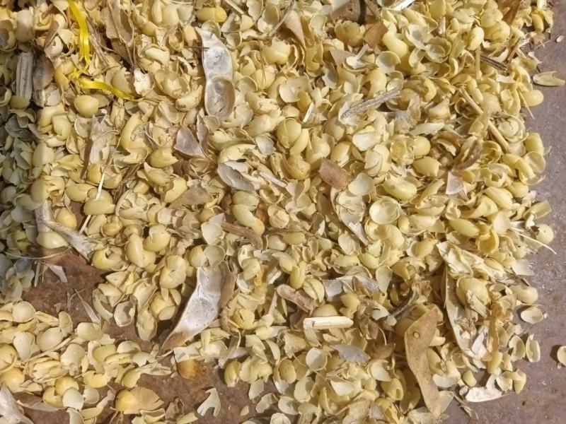 大豆黄壳，混有豆荚皮，黑龙江齐齐哈尔上车