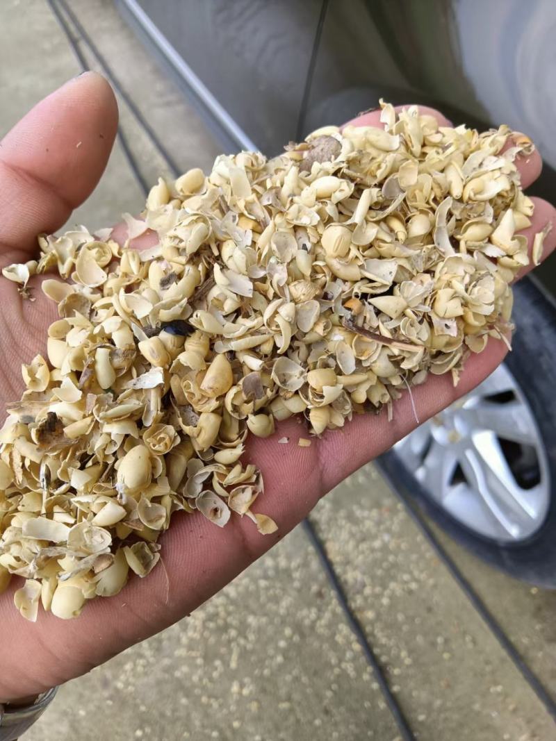 大豆黄壳，混有豆荚皮，黑龙江齐齐哈尔上车