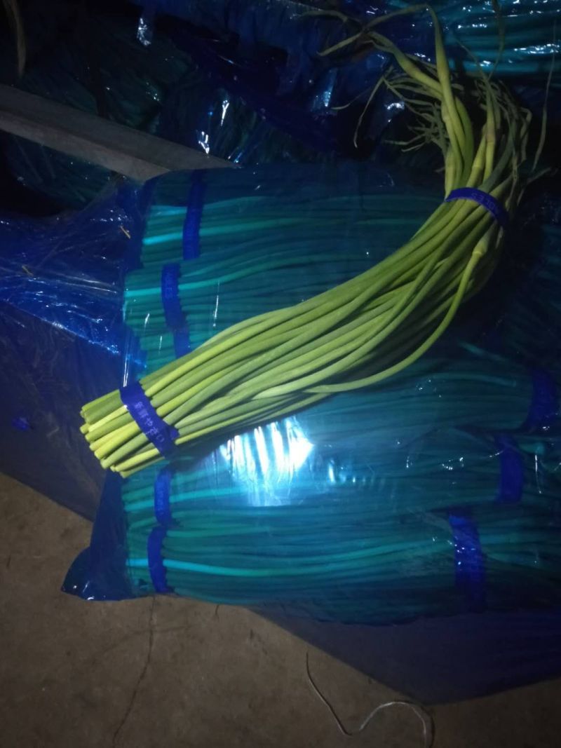 冷库批发精品白苔，红苔蒜苔，市场.超市.电商货，坏烂包赔